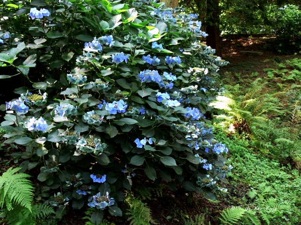 Bois des Moutiers  (75) Summer 2012